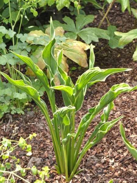 Hosta x fortunei &#039;Praying Hands&#039;, Garten-Funkie, schmalblättrige Funkie, Herzblatt-Lilie