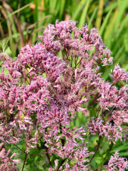 Eupatorium fistulosum &#039;Baby Joe&#039;®, Wasserdost, Riesenschirm