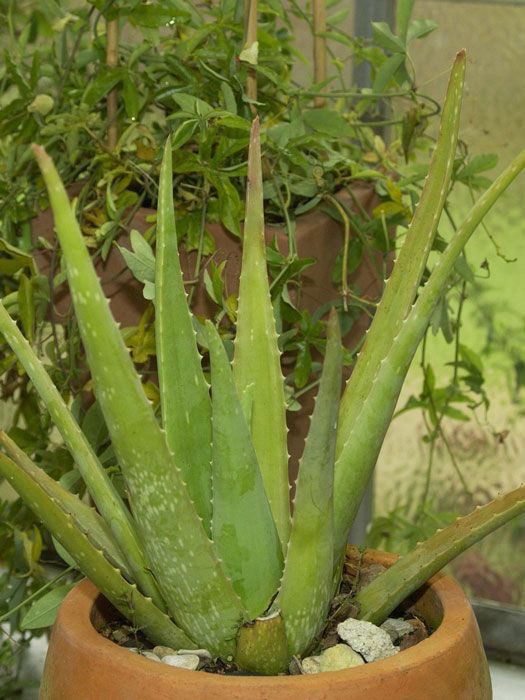echte Aloe vera Pflanze,Barbadensis miller Sweet von Florapartner Kräuter Pflanzen 3stk.essbar! 
