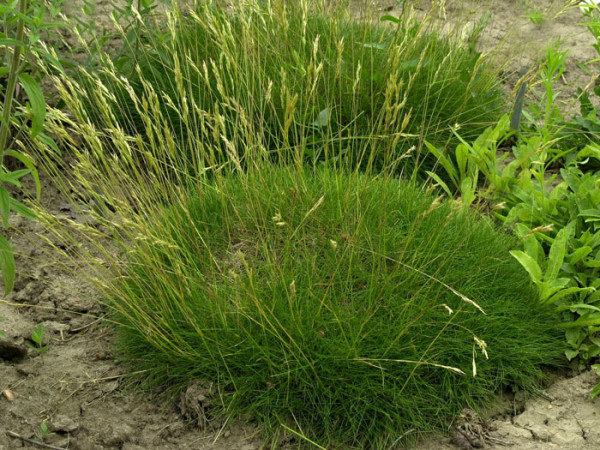 Festuca gautieri (scoparia) &#039;Pic Carlit&#039;, Kleiner Bärenfell-Schwingel