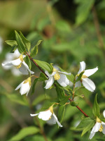 Philadelphus 'Erectus', Duftjasmin