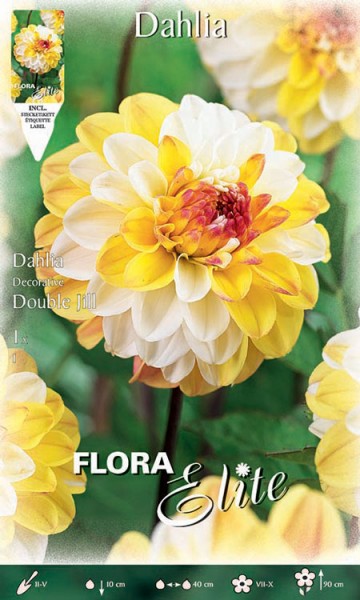 Schmuck-Dahlie &#039;Double Jill&#039;, Dahlia (Art.Nr. 5201390)