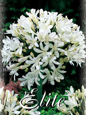 Schmucklilie &#039;White&#039;, Agapanthus umbellatum (Art.Nr. 520714)