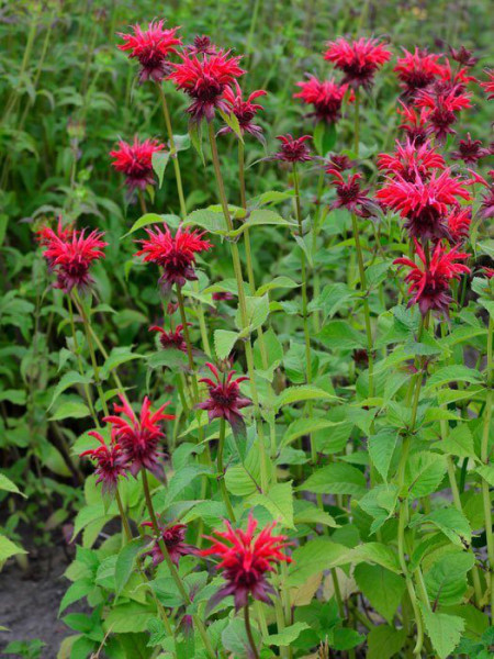 Monarda fistulosa &#039;Gardenview Red&#039;, Indianernessel