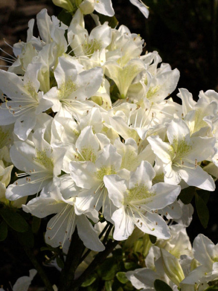 Rhododendron obtusum &#039;Palestrina&#039;, wintergrüne japanische Gartenazalee