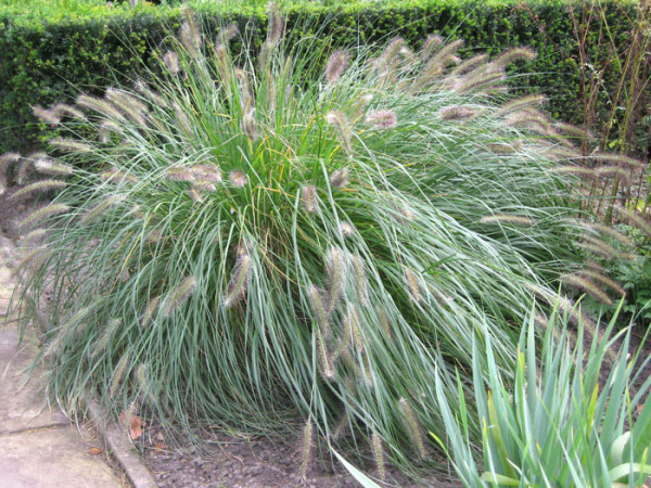 Pennisetum alopecuroides &#039;Hameln&#039; (M), Niedriges Lampenputzergras, Federborstengras