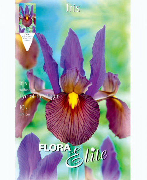 Holländische Iris 'Eye of Tiger', Iris hollandica (Art.Nr. 5969030)