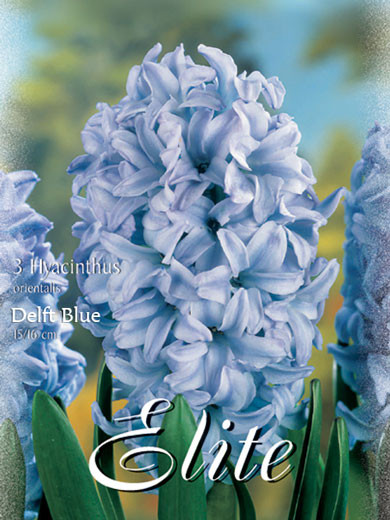 Hyazinthe &#039;Delft Blue&#039; (Art.Nr. 595008)