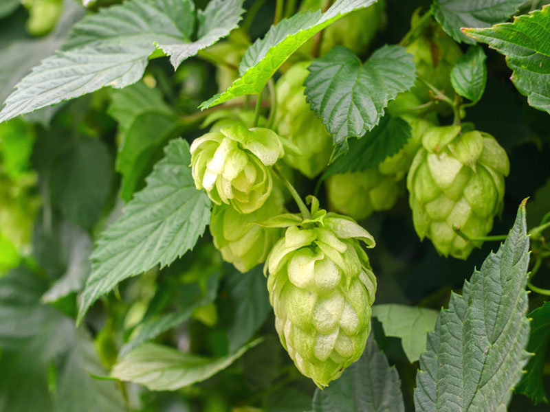 Humulus lupulus | Hopfen | Gartencenter-Shop24