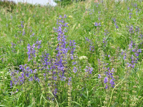 Salvia pratensis, Wiesensalbei