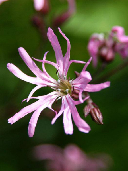 Lychnis (syn. Silene) flos-cuculi, Kuckucks-Lichtnelke