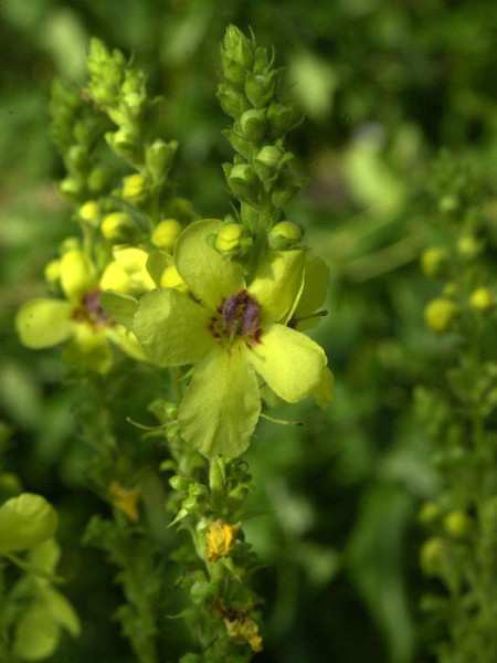 Verbascum olympicum, Kandelaber-Königskerze