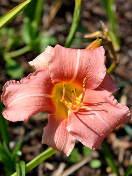 Hemerocallis x cultorum &#039;Bed of Roses&#039;, Garten-Taglilie