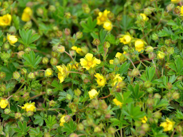 Potentilla neumanniana (syn. verna), Frühlings-Fingerkraut