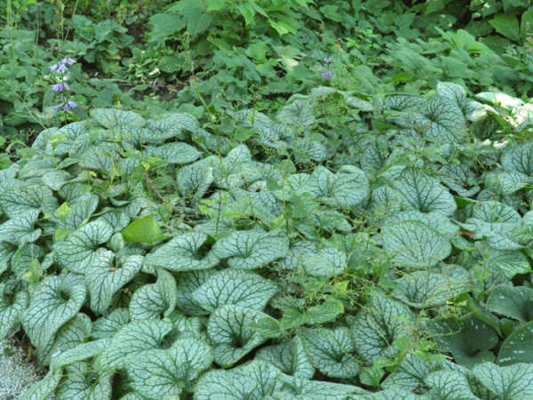 Brunnera macrophylla &#039;Jack Frost&#039;®, silbriges Kaukasus-Vergissmeinnicht