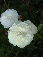 Rose Swany ® - Meilland