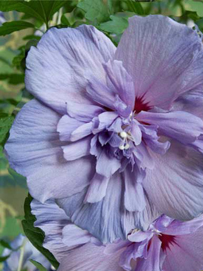 Hibiskus Blue Chiffon Blüte