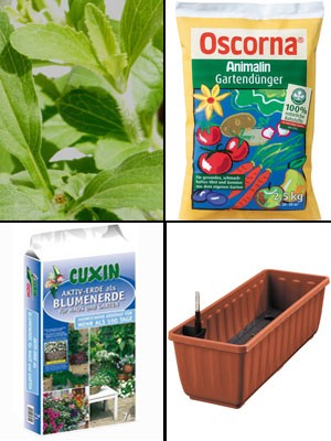 Zuckerblatt, Süßkraut, Süßblatt, Stevia rebaudiana