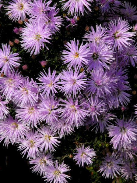 Aster amellus &#039;Lady Hindlip&#039;, Bergaster, Amellusaster