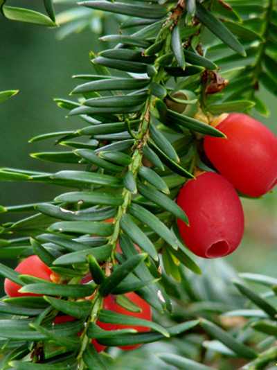 Taxus baccata, Gemeine Eibe