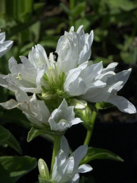 Campanula glomerata &#039;Alba&#039;, Knäuelglockenblume, Gartenglockenblume