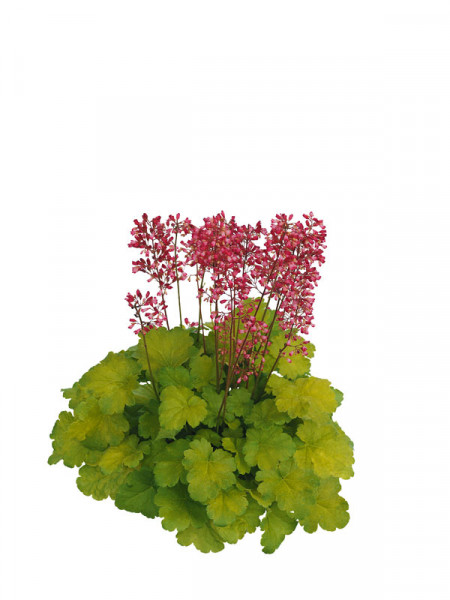 Heuchera Little Cuties 'Sweet Tart', Purpurglöckchen