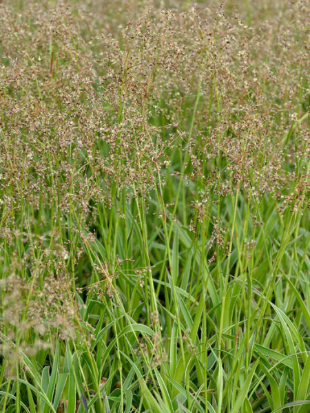 Luzula sylvatica &#039;Marginata&#039;, Gold- oder Gelbrand-Wald-Marbel, Wald-Simse