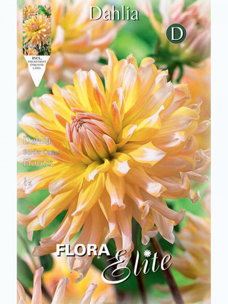 Beet-Dahlie &#039;FLoyd&#039;s&#039;, Dahlia (Art.Nr. 5203110)