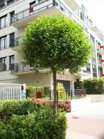 Prunus fruticosa 'Globosa', Kugel-Kirsche - Hochstamm