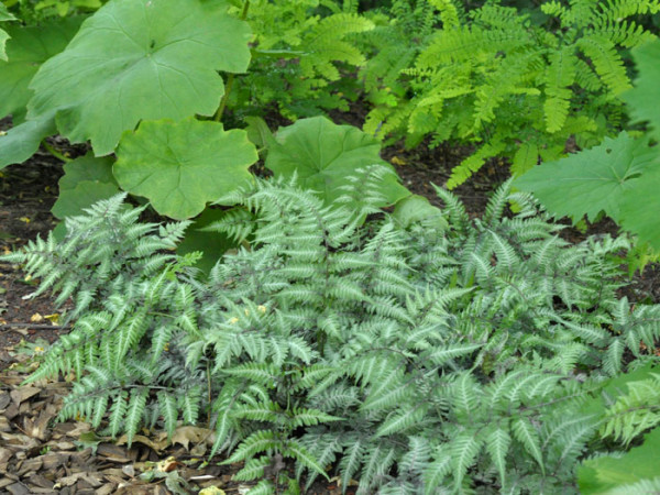 Athyrium niponicum &#039;Metallicum&#039;, Japanischer Regenbogenfarn, Brokatfarn