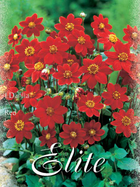 Topmix-Dahlie &#039;Red&#039;, Dahlia (Art.Nr. 520612)