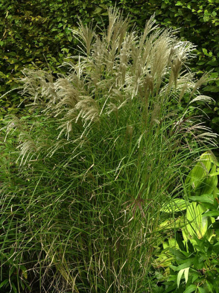 Miscanthus sinensis &#039;Kleine Fontäne&#039;, China-Schilf