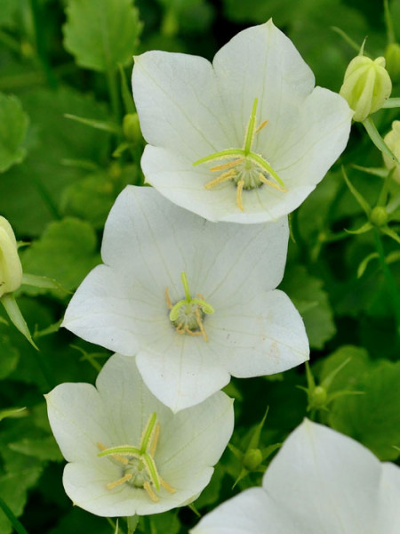 Campanula carpatica &#039;Weiße Clips&#039;, Karpatenglockenblume, Gartenglockenblume