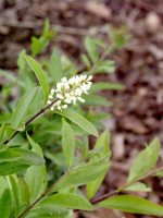 Ligustrum vulgare 'Lodense', Zwergliguster