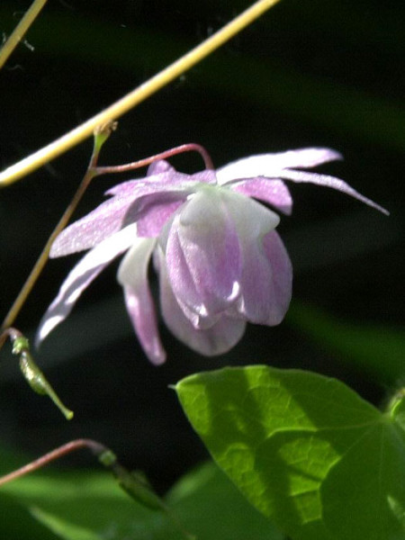 weiß-violette Blüte der Elfenblume 'Roseum'