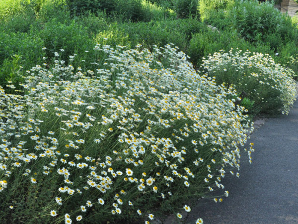 Anthemis tinctoria &#039;Sauce Hollandaise&#039;, helle Färberkamille,