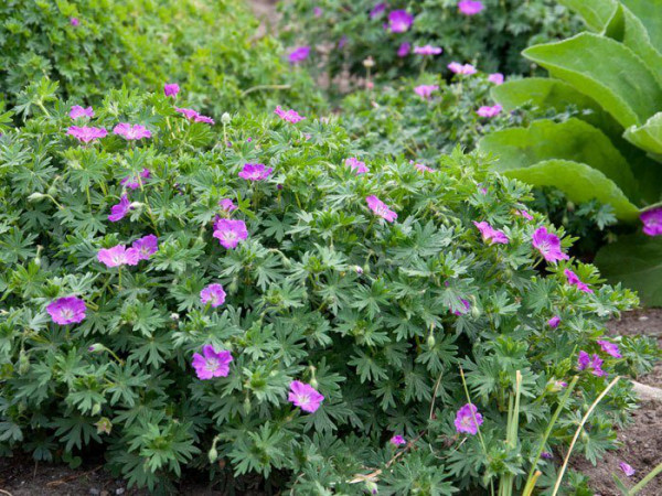 Geranium cinereum var. subcaulescens &#039;Splendens&#039; Grauer Storchschnabel