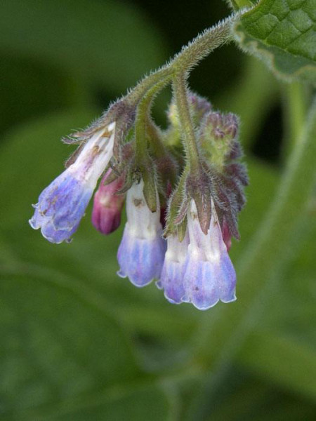 Symphytum grandiflorum &#039;Hidcote Blue&#039;, Beinwell