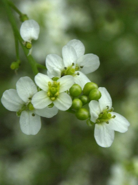 Crambe cordifolia, Meerkohl, Riesen-Schleierkraut