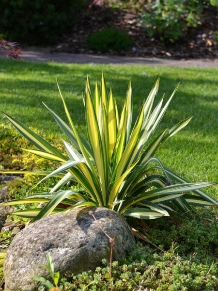 Yucca filamentosa &#039;Colour Guard&#039;, Palmlilie