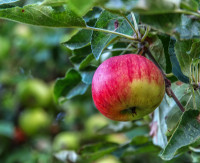 Apfel Piros