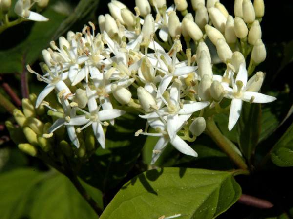 Cornus sanguinea, Roter Hartriegel