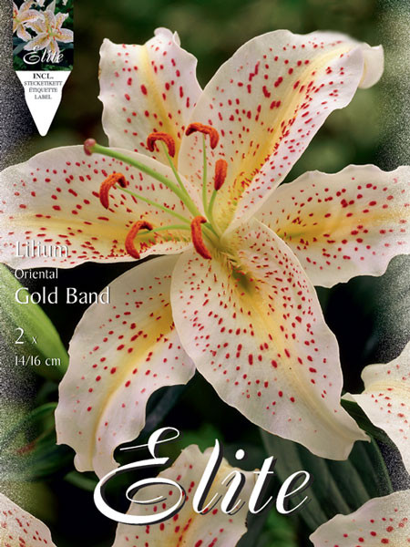 Orientalische Lilien-Hybride &#039;Gold Band&#039;, Lilium (Art.Nr. 521717)