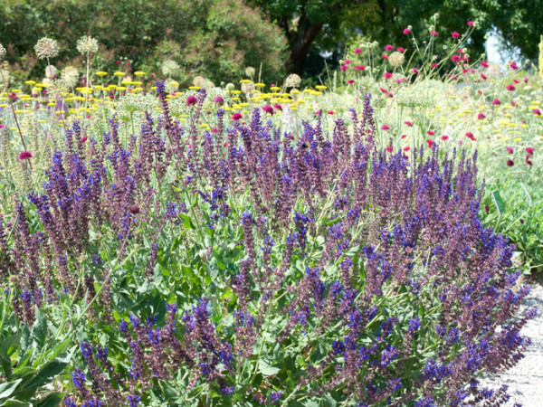 Salvia nemorosa &#039;Viola Klose&#039;, Steppensalbei