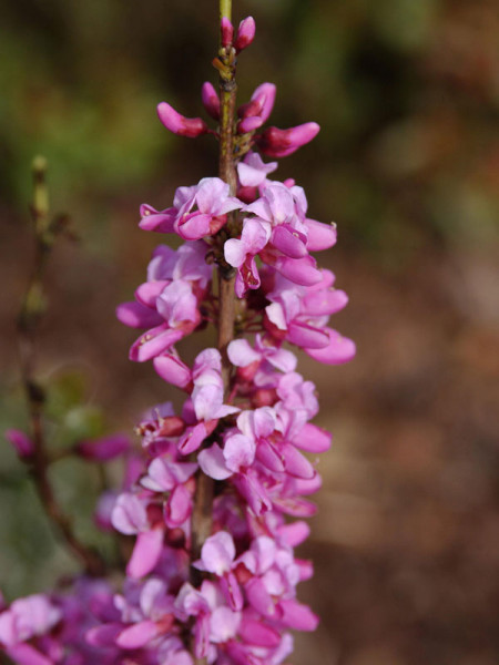 Cercis chinensis Avondale, Chinesischer Judasbaum