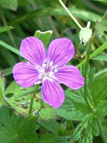 Einzelblüte des Wiesen-Storchschnabels