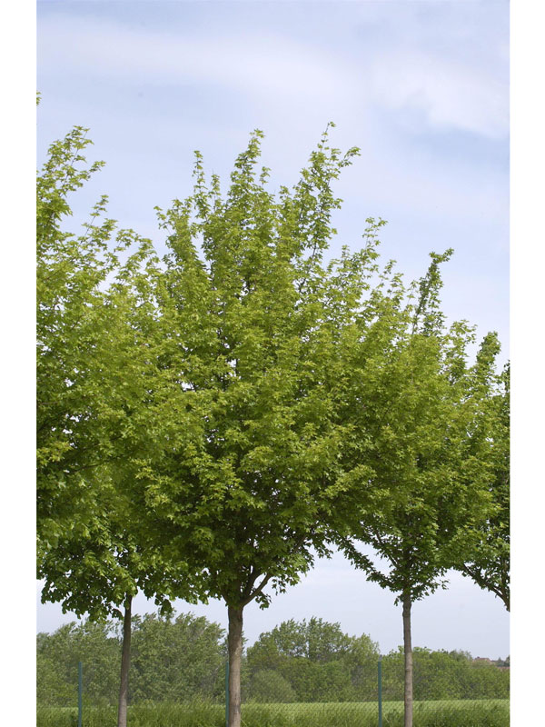 Garten & Hausbäume mit normaler Krone