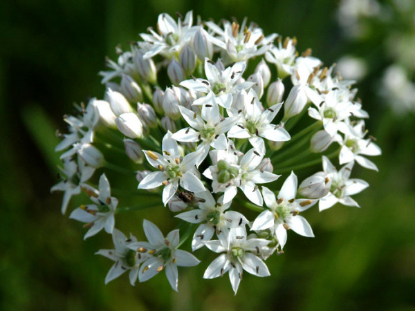 Schnittknoblauch, Allium tuberosum