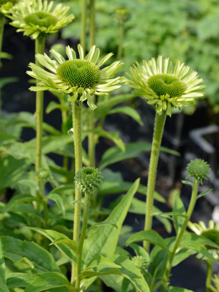 Echinacea purpurea &#039;Green Jewel&#039;, Scheinsonnenhut