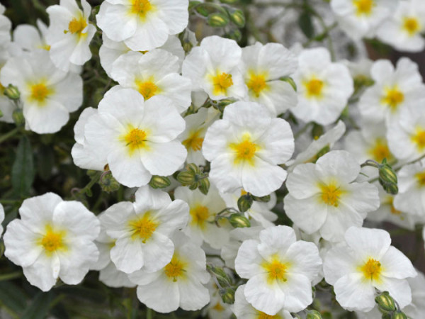 Reiche Blütenpracht des Garten-Sonnenröschens 'Eisbär'